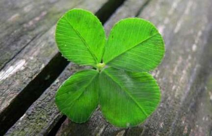 The four -leaf clover is one of the most precious lucky charms discovered by accident