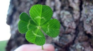 clover as a talisman of good fortune and prosperity