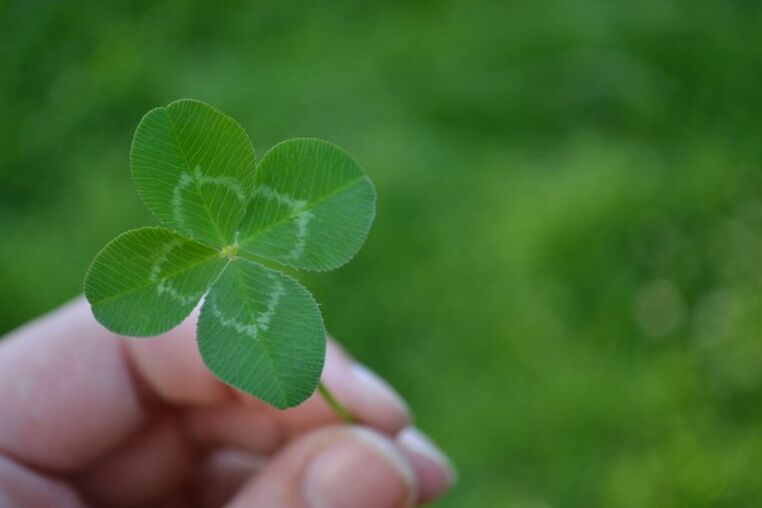 Four -leaf clover